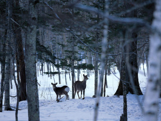 Two deer snow forest trees - in a forest free wallpaper