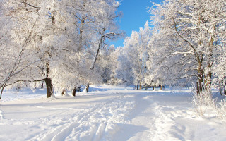 Snowy path forest trees ice - free winter wallpaper