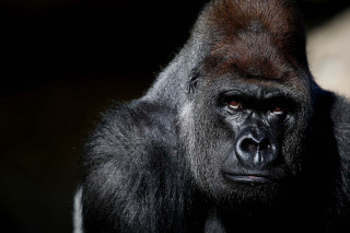 Gorilla closeup black background blurry - alex petruk ape free wallpaper for desktop