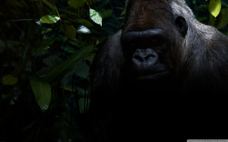 Gorilla forest trees leaves neck - a gorilla free wallpaper for desktop