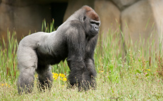 Gorilla grassy field rock wall - a gorilla free wallpaper