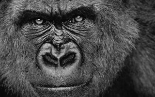 Gorilla black white photo face - wildlife photography free wallpaper for desktop
