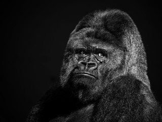 Gorilla large head long neck - a gorilla free wallpaper