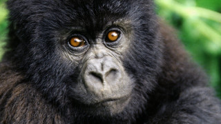 Monkey closeup blurry background leaves - a close up of a monkey with free wallpaper