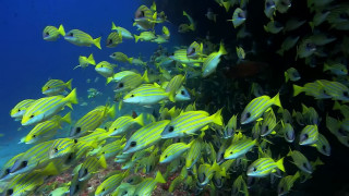 School fish coral reef diver - nearby free wallpaper