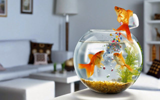 Fish bowl goldfish living room - fish eye free wallpaper