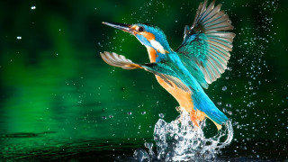 Colorful bird flying water splashing 2 - over the water free wallpaper for desktop