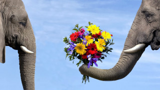 Elephants flowers trunks facing sky - a sky background behind them free wallpaper