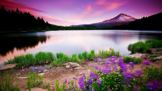 Mountain lake purpleflowers bobross landscape - a lake in the foreground free wallpaper