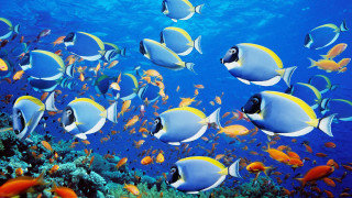 Fish school ocean coral reef - a large group of fish swimming in the ocean together free wallpaper