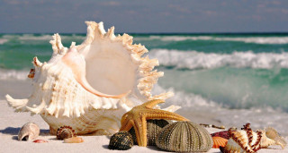 Sea shells beach ocean waves 2 - beach free wallpaper for desktop