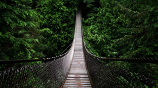 Suspension bridge forest trees walkway 7 - nature free wallpaper