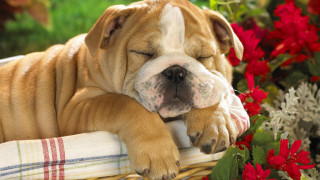 Dog sleeping basket flowers plaid - plaid free wallpaper