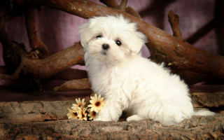 Small white dog flowers log - a log free wallpaper
