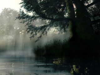 Lake tree fog ducks water - a tree in the middle of it free wallpaper