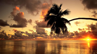 Sunset ocean palm tree clouds - against a sunset over the ocean free wallpaper for desktop