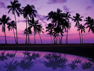 Purple sunset palm trees reflection - a full moon in the distance free wallpaper