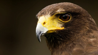 Bird prey yellow beak white - sharp focus free wallpaper