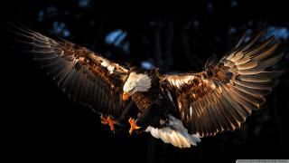 Large bird wings spread air 2 - a large bird free wallpaper for desktop