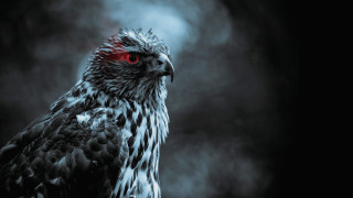 Bird red eyes dark smokey - red eye free wallpaper