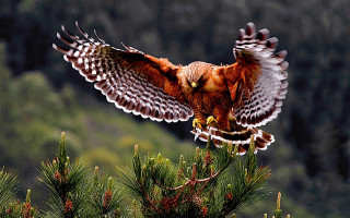 Bird prey flying pine branch - a bird of prey free wallpaper
