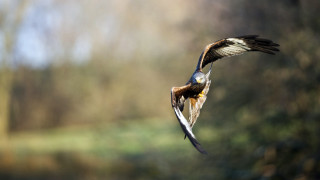 Bird flying air wings spread 3 - wildlife photography free wallpaper