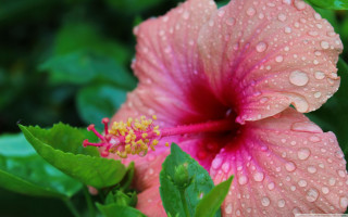 Pink flower water droplets green 7 - petal free wallpaper