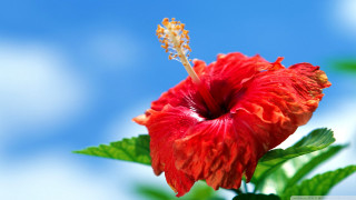 Red flower green leaves blue 2 - blue sky in the background free wallpaper