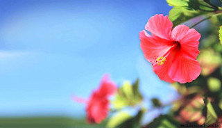Red flower green leaves blue 4 - a sunny day free wallpaper for desktop