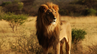 Lion field trees background bushes - a lion free wallpaper