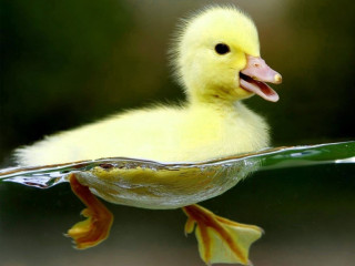 Duckling swimming pool water tongue - tongue free wallpaper for desktop