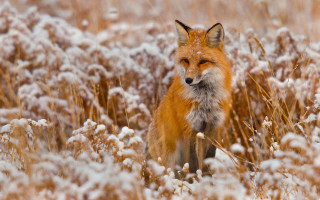 Fox standing field tall grass - wildlife photography free wallpaper