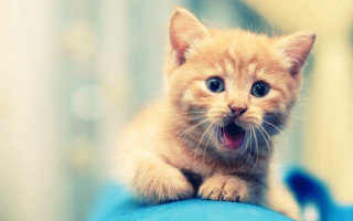 Small kitten blue pillow mouth 2 - funny free wallpaper for desktop