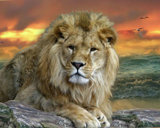 Lion rock sunset sky birds - a sunset sky free wallpaper for desktop