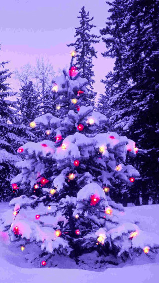 Christmas tree lights snow forest - in a forest free wallpaper