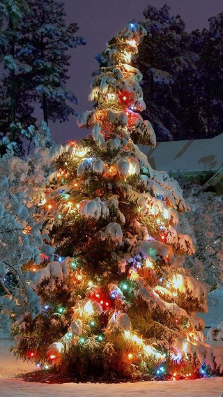 Christmas tree lit snow night - free christmas wallpaper for mobile