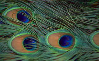 Peacock feathers closeup blurry background - behance hd free wallpaper