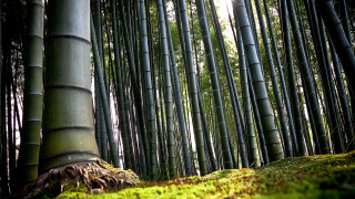 Bamboo forest trees moss growing - asai chū free wallpaper