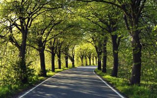 Road trees forest grass bench - both side of the road free wallpaper