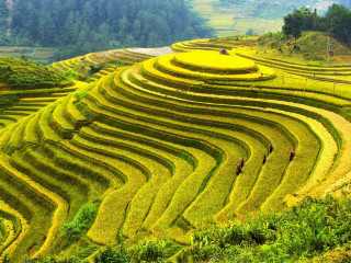 People walking hill grass trees - dai xi free wallpaper