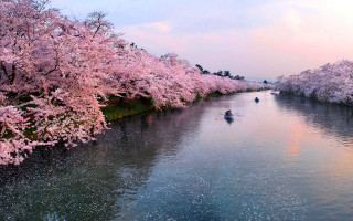 River boat pink flowers trees - impressionism free wallpaper