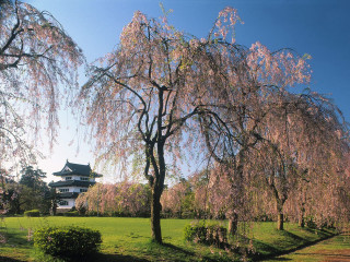 Large tree park pagoda grassy - japan eishōsai chōki free wallpaper