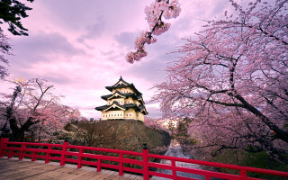 Red bridge castle cherry blossoms 2 - japan daualset free wallpaper