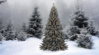 Christmas tree snowy forest star - free holidays wallpaper for desktop