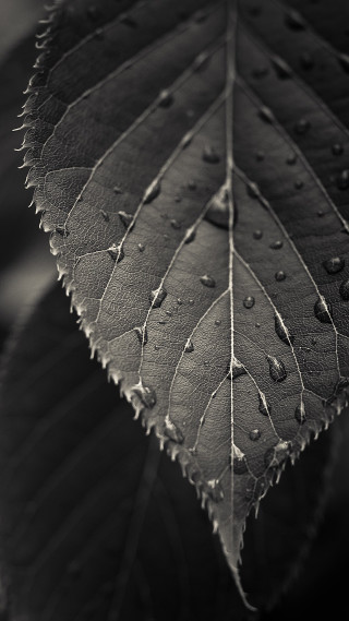 Leaf water drops black white 3 - a leaf free wallpaper for mobile