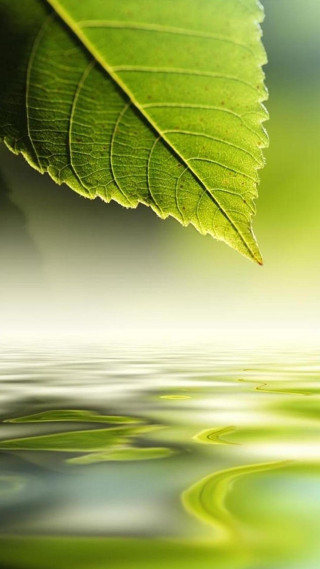 Green leaf floating water blurry - free nature wallpaper for mobile
