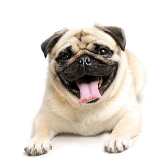 Small dog laying tongue out - mannerism free wallpaper for tablet