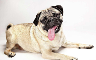 Pug laying down tongue out - its tongue free wallpaper
