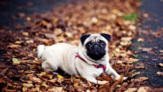 Small pug dog autumn leaves 2 - a small pug dog free wallpaper