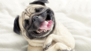 Small dog bed tongue out - a small dog free wallpaper for desktop